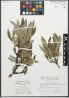 Foto von Salix glaucosericea Flod.